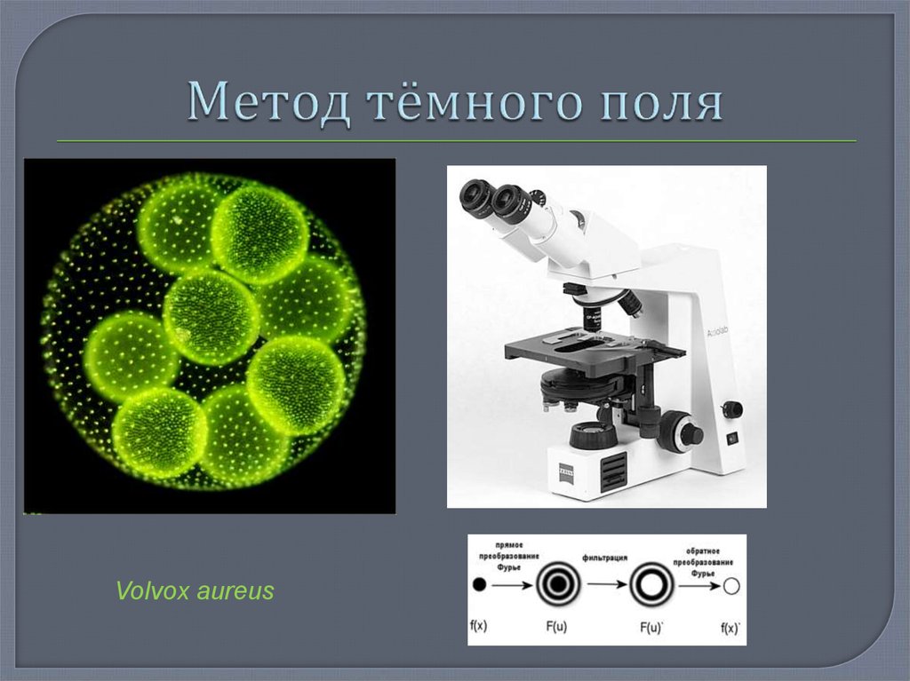 Поле микроскопа. Метод темного поля в микроскопии. Метод микроскопии в световом микроскопе. Флуоресцентная и конфокальная микроскопия. Микроскопия в Светлом поле.