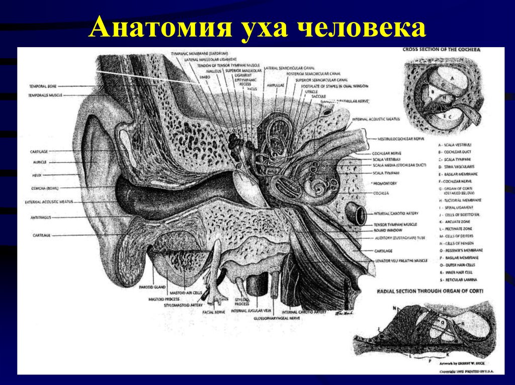 Строение уха человека описание. Анатомия уха человека. Строение уха. Строение уха человека анатомия. Строение уха человека схема.