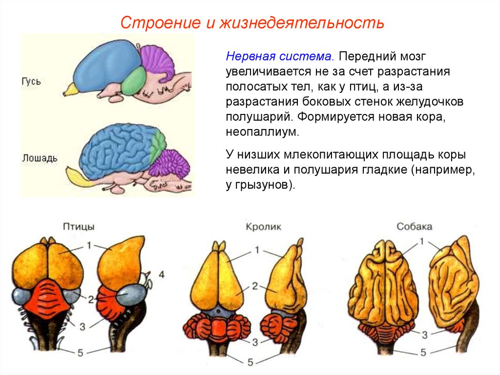 Передний мозг у птиц функции. Полосатые тела в головном мозге птиц. Строение головного мозга птиц. Мозг птиц анатомия. Строение головного мозга млекопитающих.