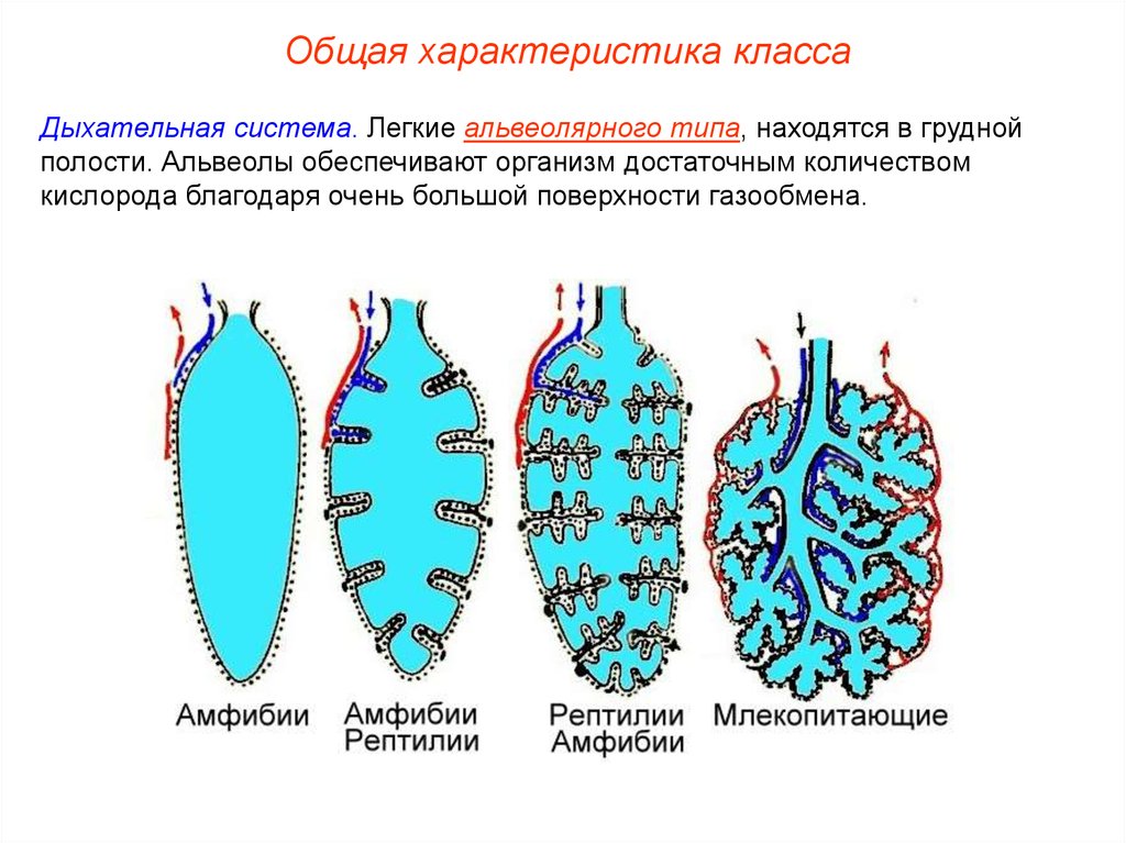 Ячеистые легкие особенности