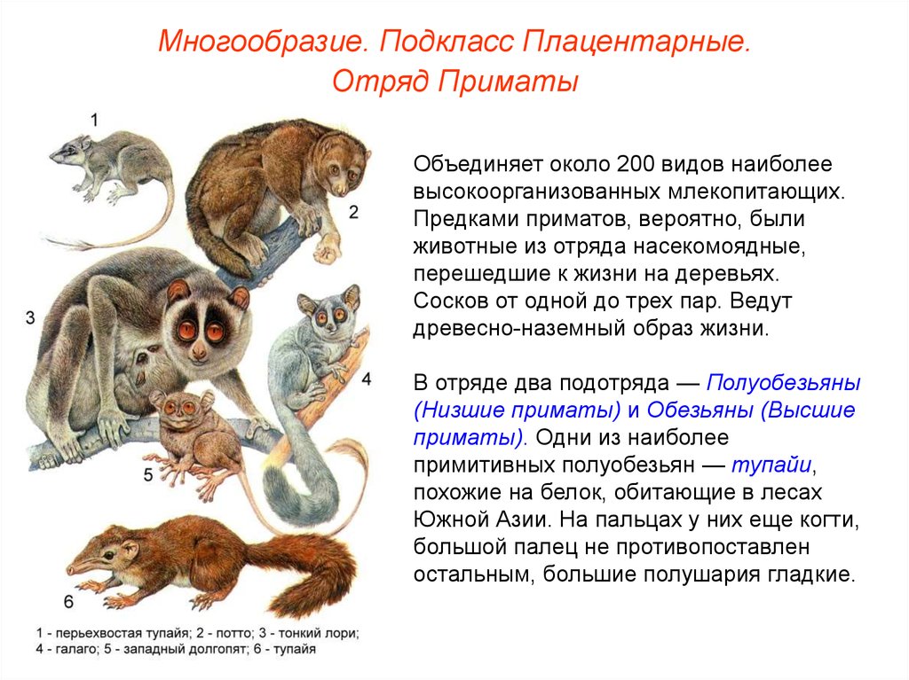 Высшие млекопитающие характеризуются. Представители высшие звери плацентарные отряды. Приматы отряды млекопитающих. Класс млекопитающие подкласс плацентарные. Таблица отряды млекопитающих 7 класс биология приматы.