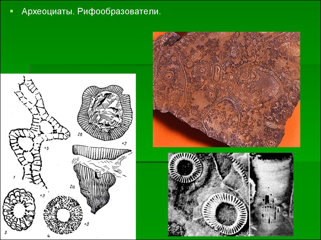 Тип археоциаты Archaeocyathi фоссилии