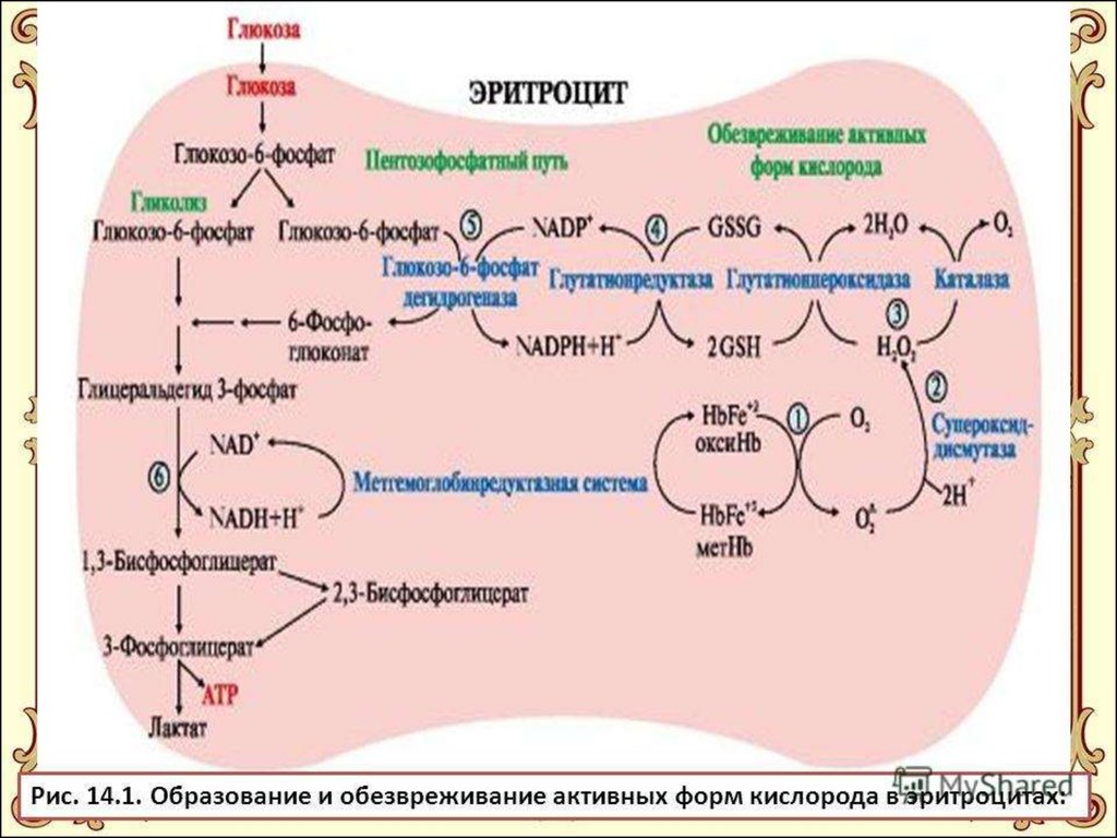 Реакция организма на глюкозу