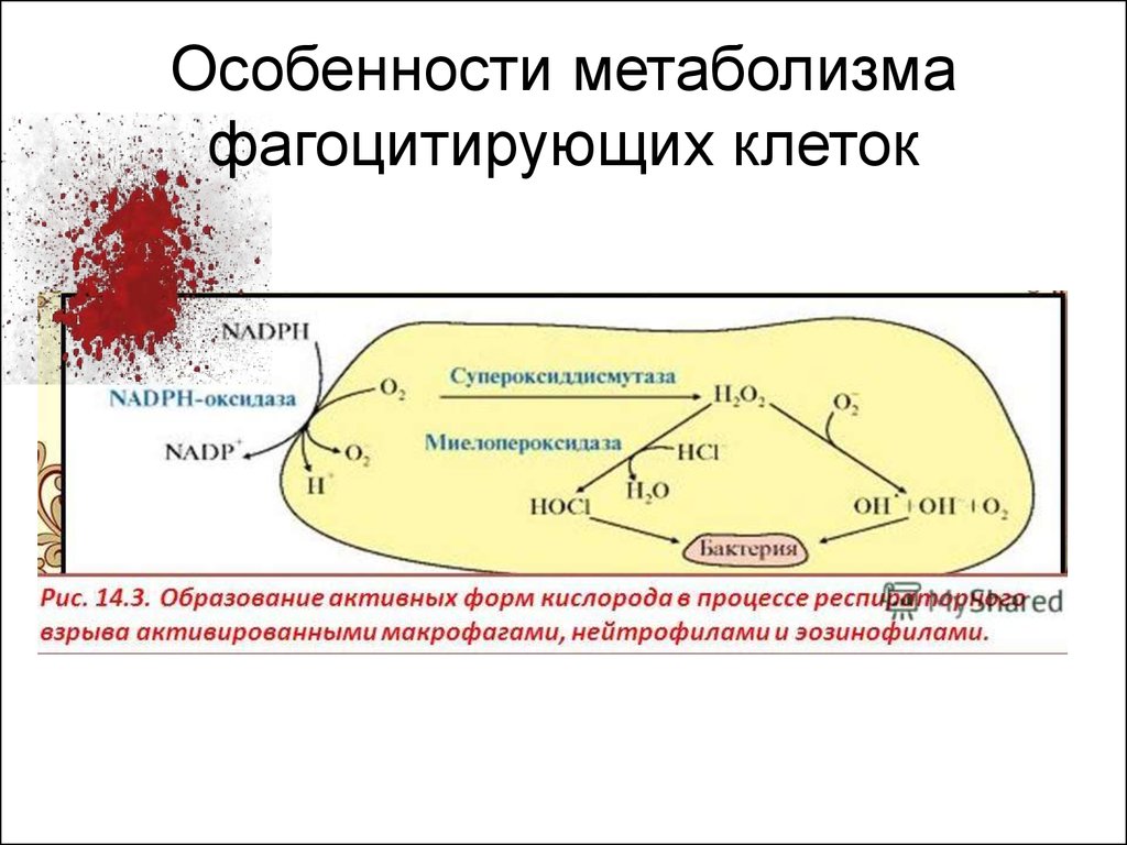 Схема метаболизма эритроцитов