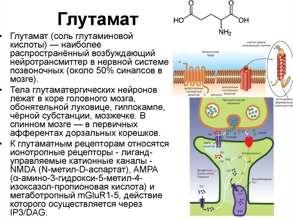 Механизм действия гамк схема