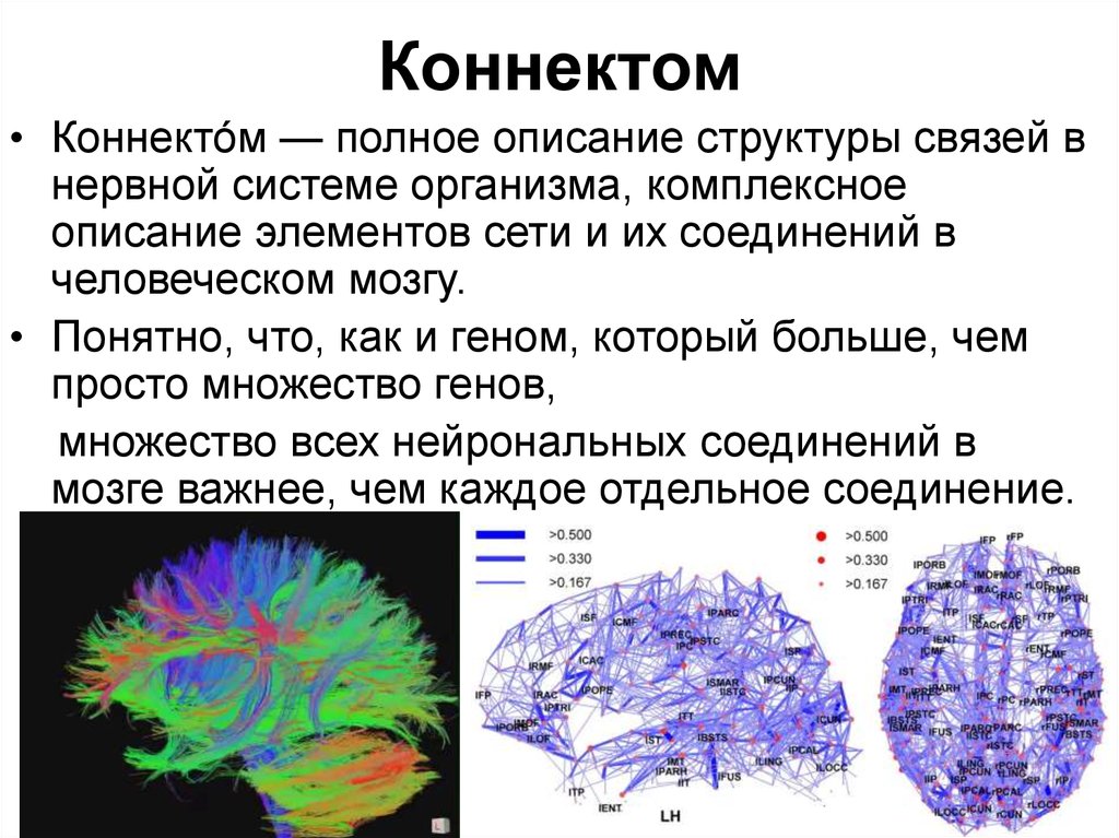 Полное описание. Коннектом мозга. Коннектом мозга человека это. Карта нейронных связей мозга. Проект коннектом человека -.