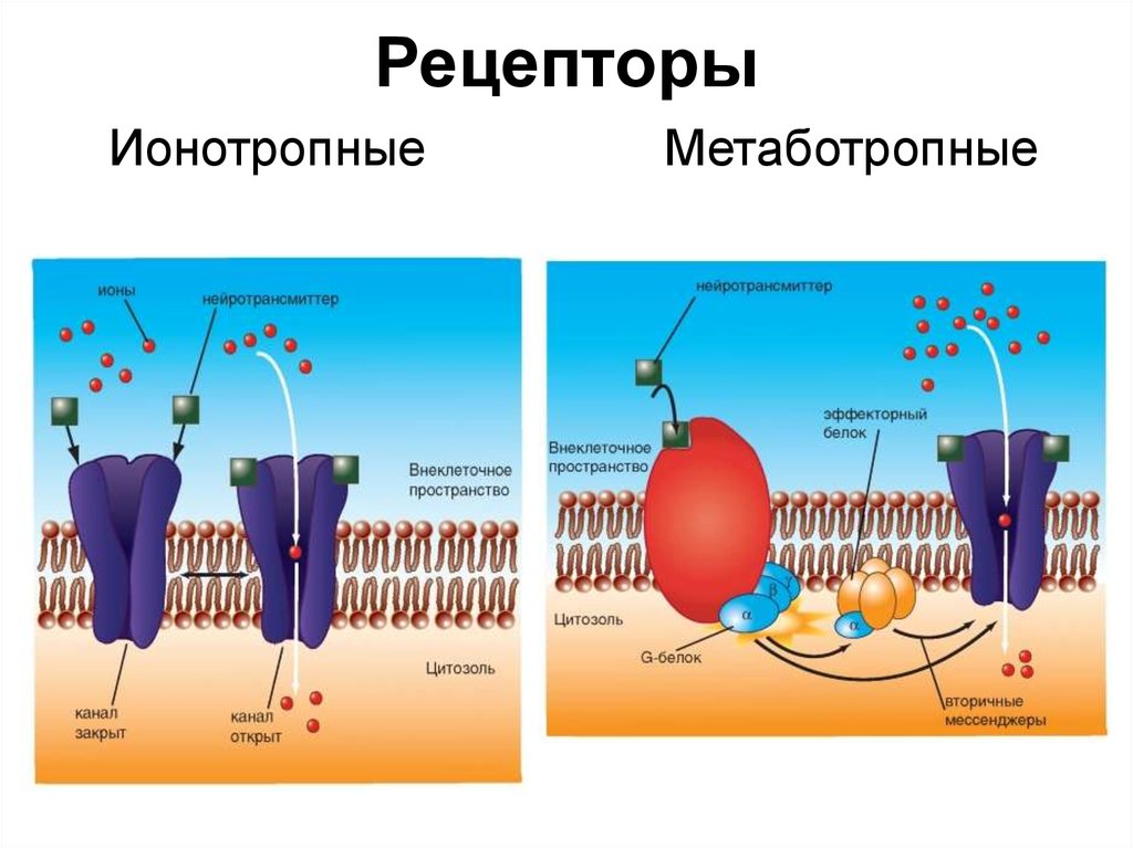 Виды рецепторов