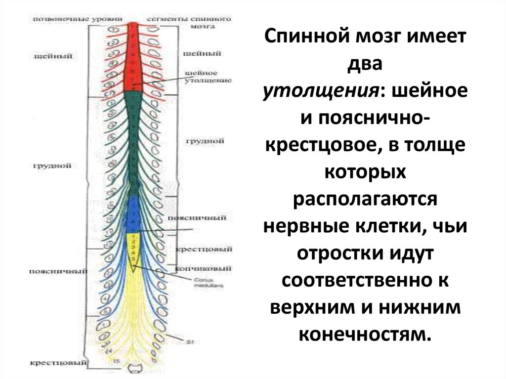 Спинной мозг имеет. Шейное утолщение спинного мозга анатомия. Шейное и пояснично крестцовое утолщение спинного мозга. Поясничное утолщение спинного мозга. Шейное утолщение анатомия.