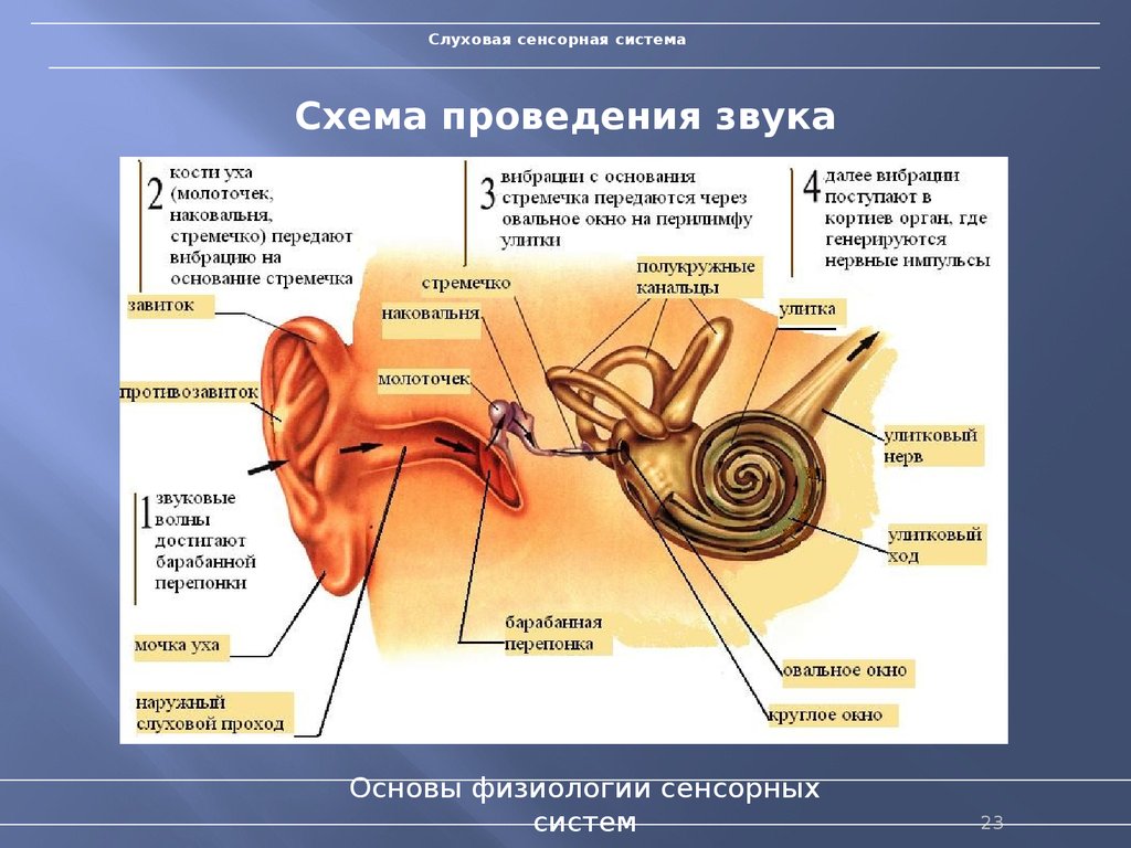 Нервы органа слуха. Схема строения слуховой сенсорной системы. Строение слухового анализатора анатомия. Сенсорная система организма строение и функции. Строение уха зрительный нерв.