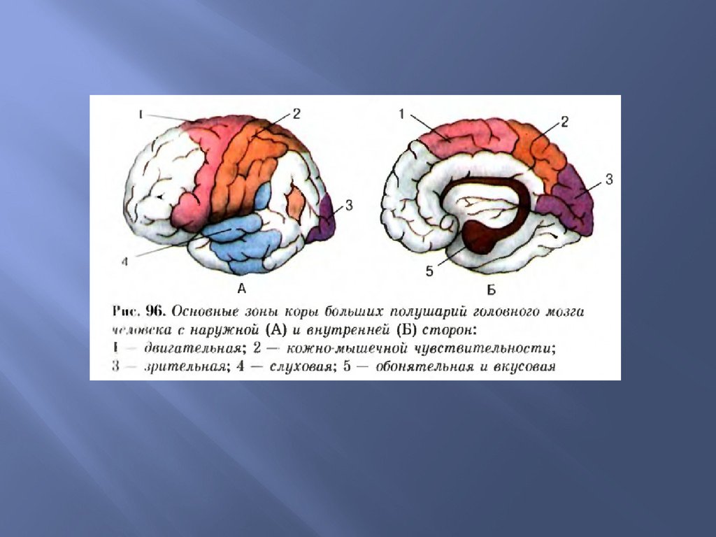 Кожно мышечная зона головного мозга. Зоны больших полушарий головного мозга. Названия основных зон коры больших полушарий. Кожно-мышечная зона коры головного мозга. Основные зоны коры больших полушарий головного мозга.