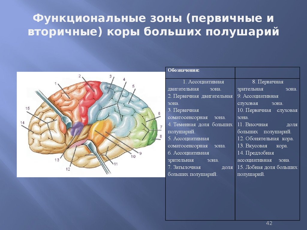 Первичные зоны мозга