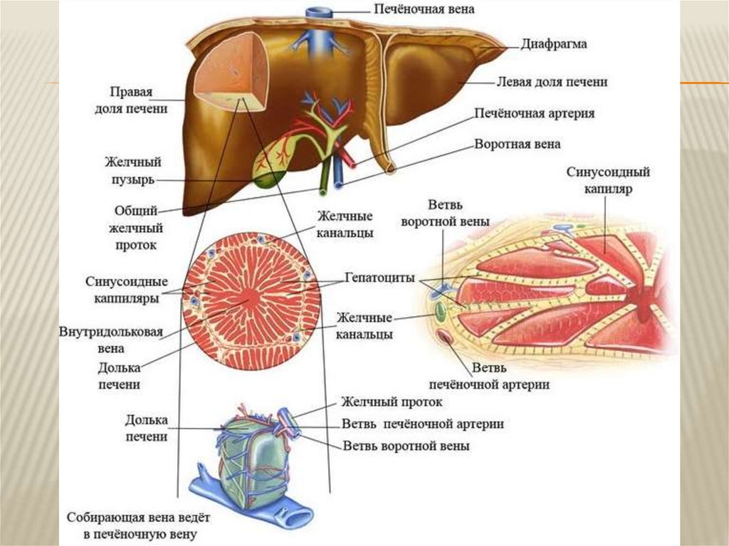 Печень части органа. Строение печени человека анатомия. Внутреннее строение печени анатомия. Наружное строение печени анатомия. Структура печени внутри.