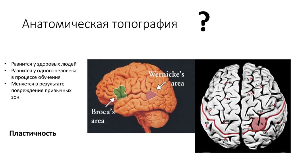 Анатомическая топография