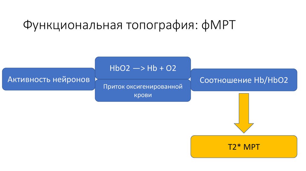 Функциональная топография: фМРТ