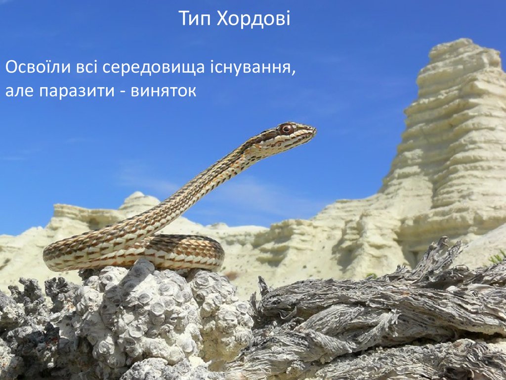Змея стрела. Змея стрела Кавказская. Psammophis lineolatus. Змея стрела в Казахстане. Змея в пустыне.