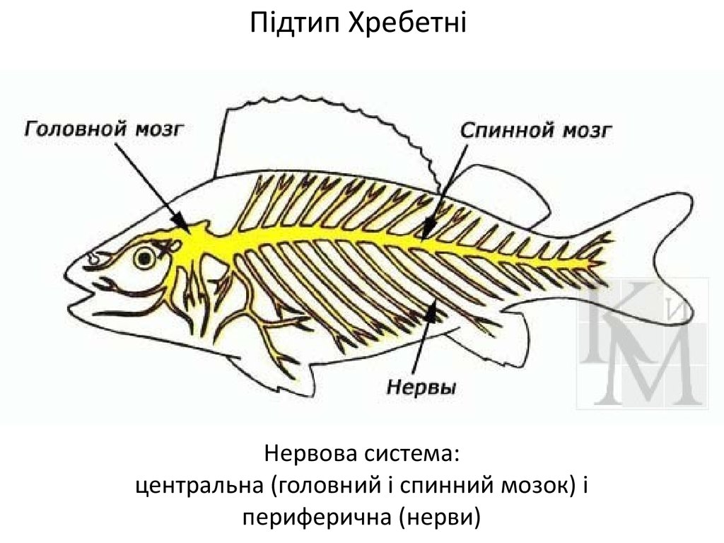 Рыба урок биология