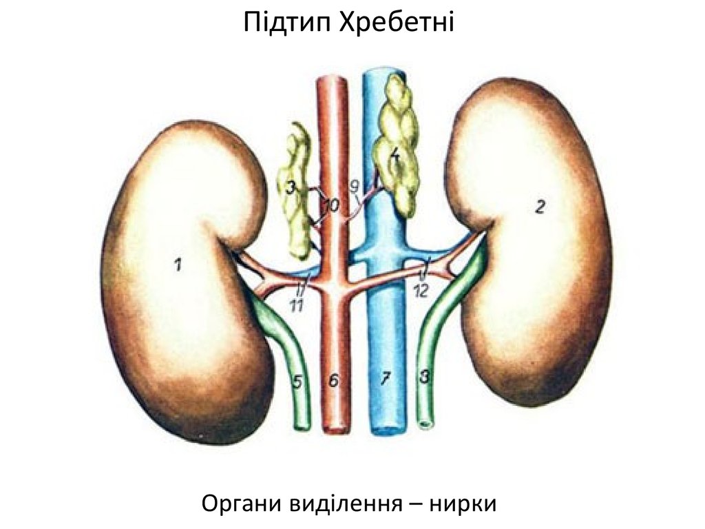 Рисунок строения почек млекопитающих