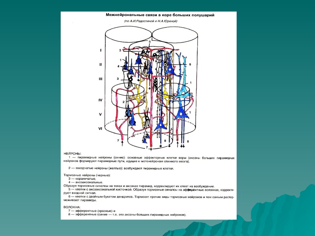 Схема межнейрональных связей в коре мозжечка структурные взаимосвязи