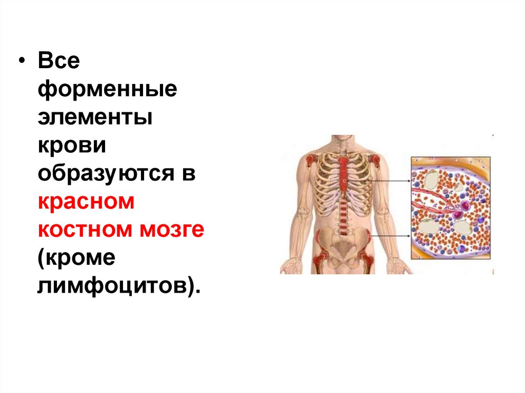 Элемент образующийся в красном костном мозге. Элементы костного мозга. В Красном костном мозге образуются. Красный костный мозг образован.