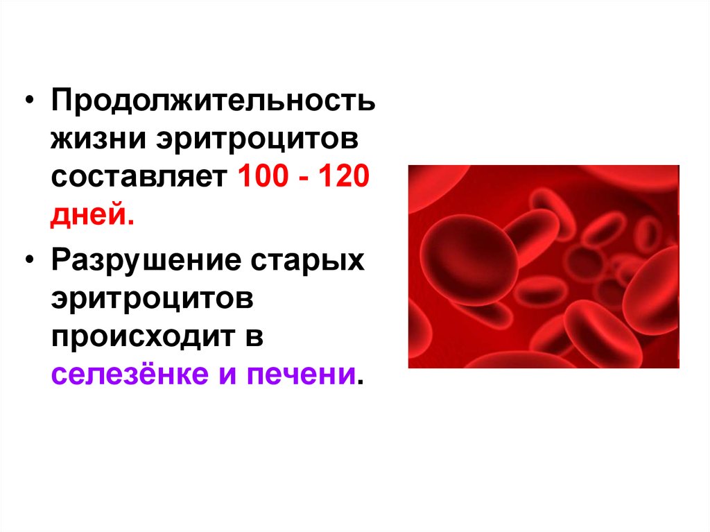 Продолжительность жизни эритроцитов. Продолжительность функционирования эритроцитов. Где в организме человека происходит разрушение эритроцитов. Средняя Продолжительность жизни эритроцитов.