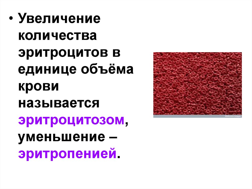 Количество эритроцитов. Увеличение количества эритроцитов. Увеличение количества эритроцитов в крови. Увеличение количества эритроцитов в крови называется. Увеличение числа эритроцитов называется.