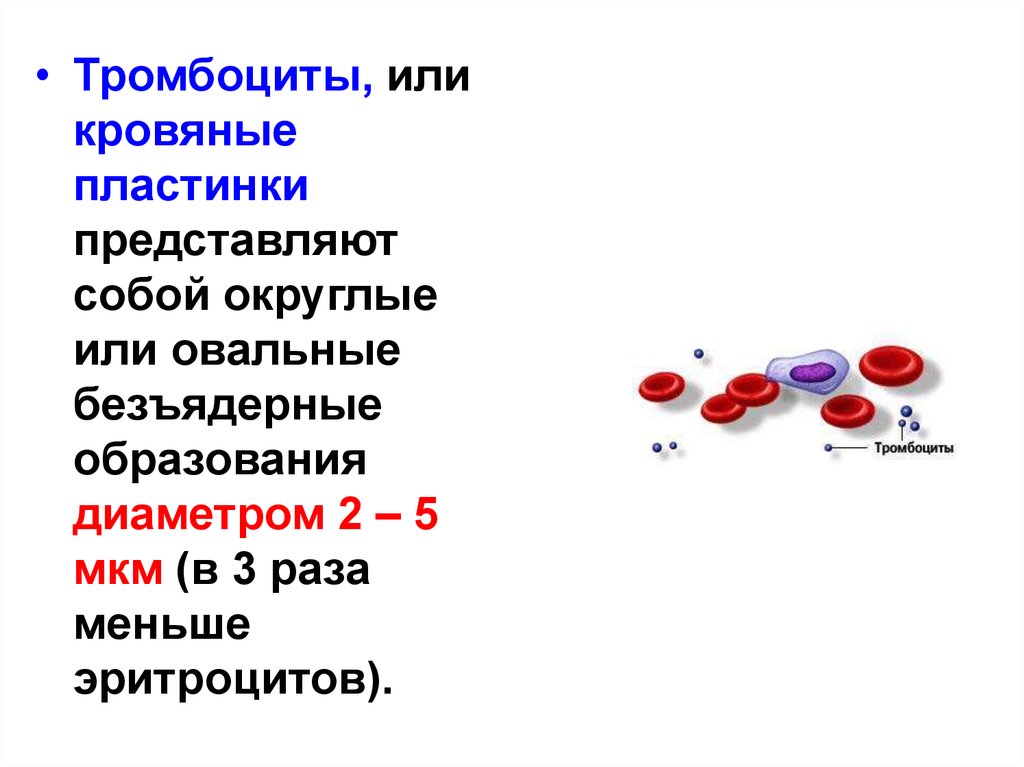 Составляющий элемент крови. Тромбоциты строение и функции. Состав крови. Эритроциты и тромбоциты. Функции тромбоцитов.