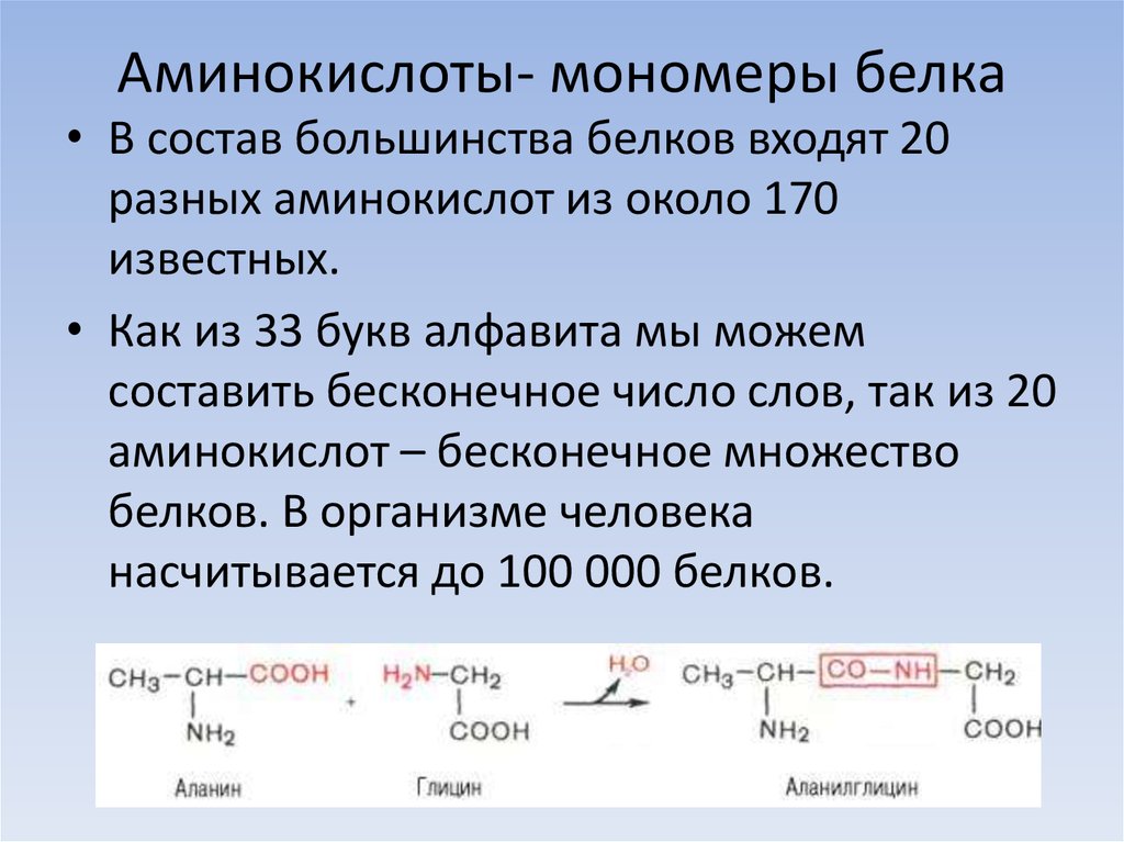 Аминокислоты белка виды. Аминокислоты мономеры белков. Белки и аминокислоты структура и функции. Строение белковых мономеров - аминокислот..