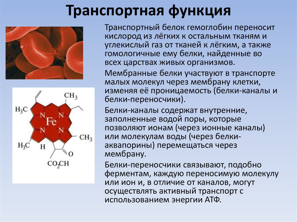 Гемоглобин что это такое. Транспортная функция белков. Транспортные белки гемоглобин. Транспортные белки функции. Транспортная функция гемоглобина.