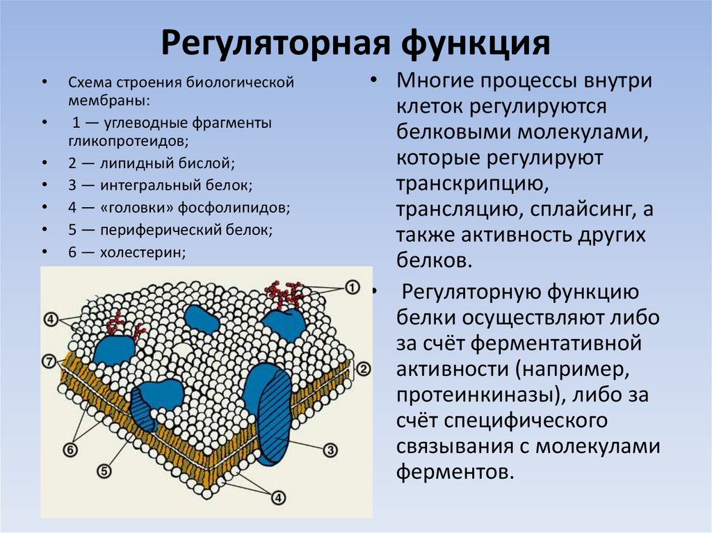 Строение и функции клеточной мембраны