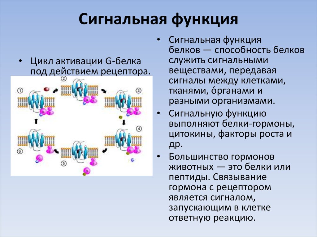 Из каких структур состоит