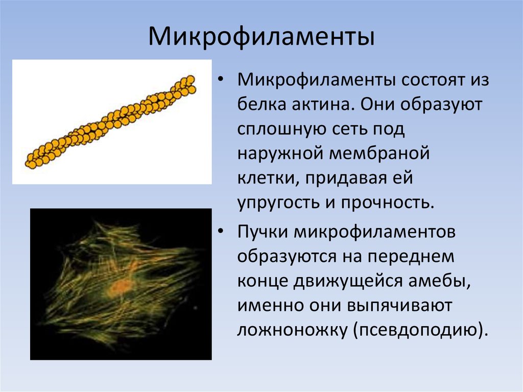Клеточный нитей. Микрофиламенты строение и функции. Актиновые микрофиламенты. Микротрубочки и микрофиламенты.