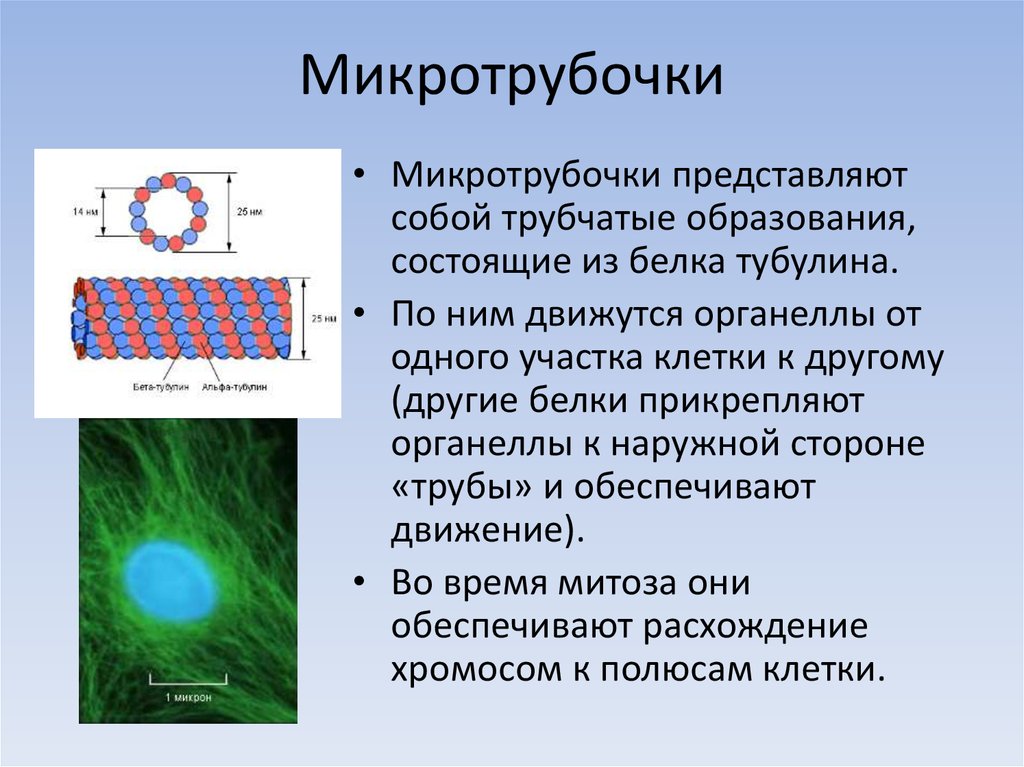 Микротрубочки в какой клетке