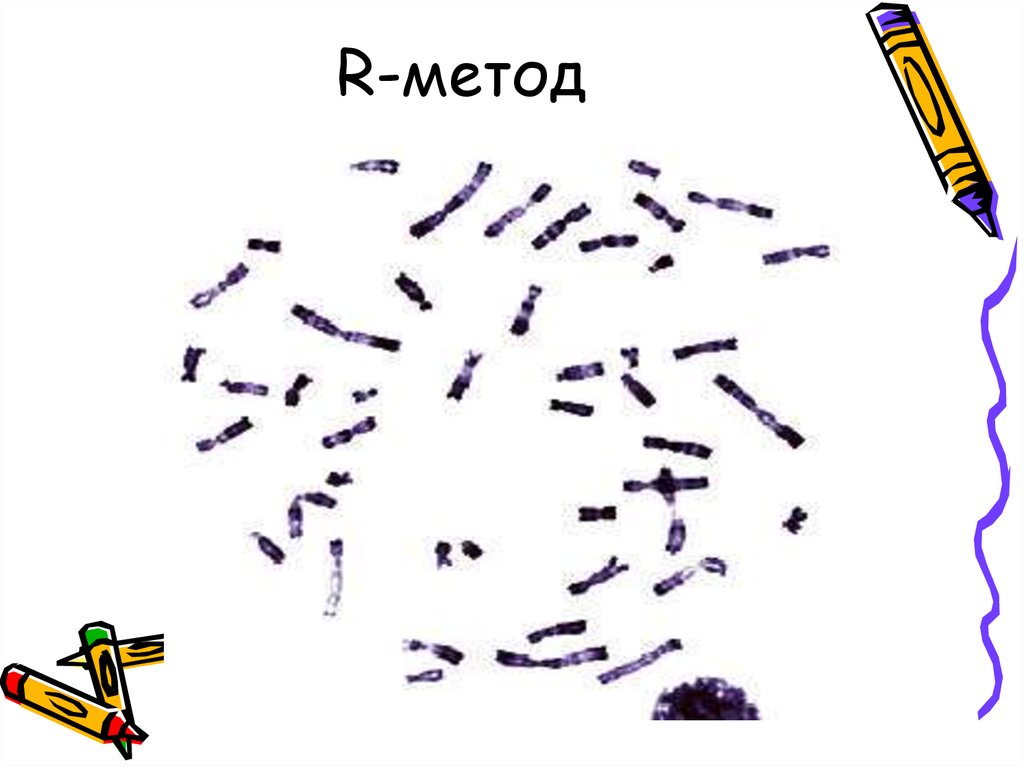 Способ р. R метод окрашивания хромосом. C метод окрашивания хромосом. G окраска хромосом. Основные методы окрашивания хромосом.