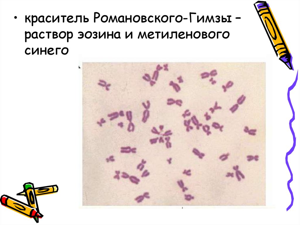 Хромосомы в растительной клетке