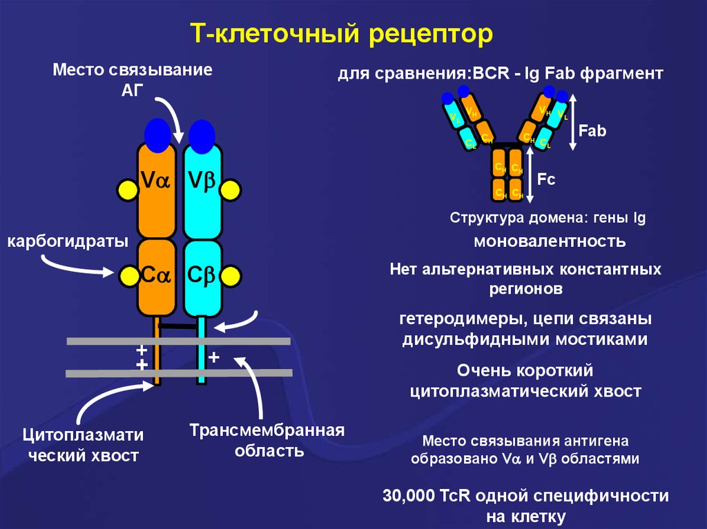 Рецепторы клеток биология