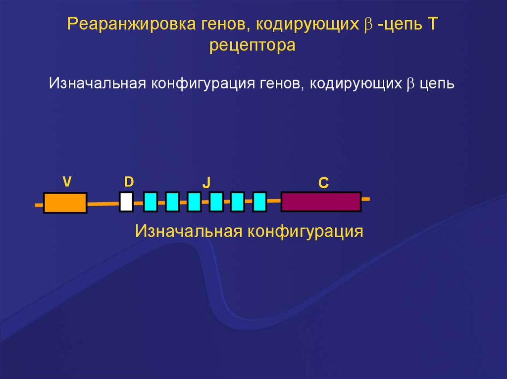 Кодирующая цепь гена