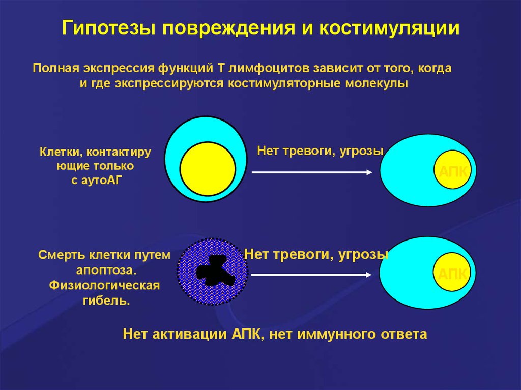 Иммунопоэз это