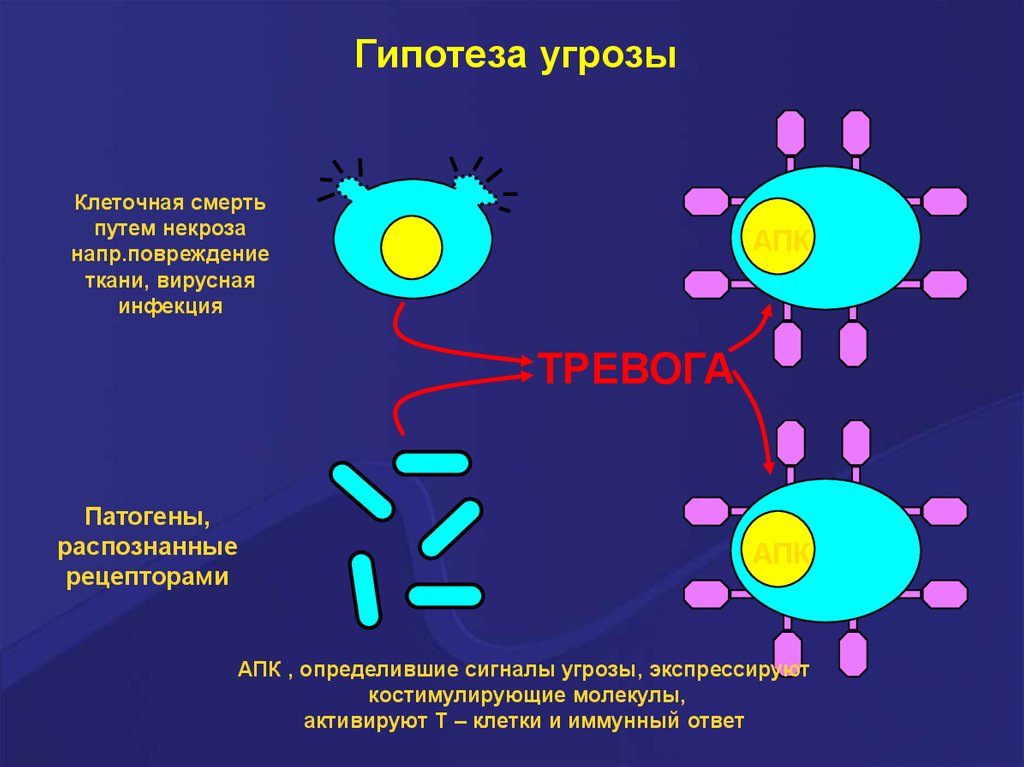 Иммунные молекулы