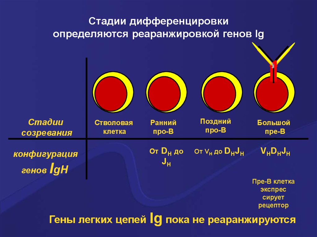 Иммунопоэз это