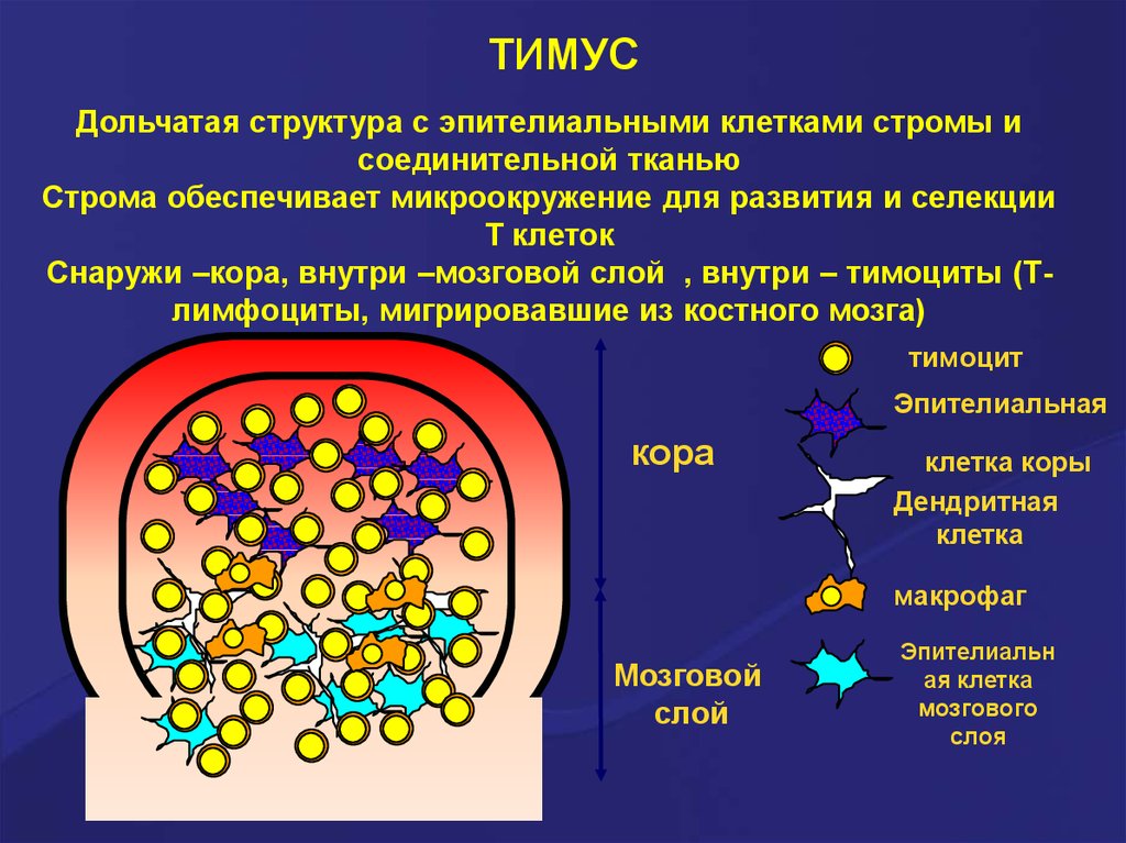 Иммунопоэз это