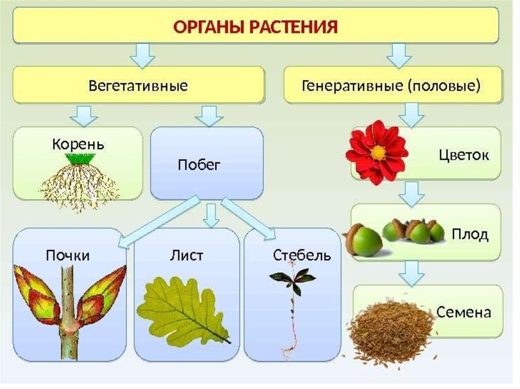 По каким группам распределены сообщества дополни схему напиши названия групп