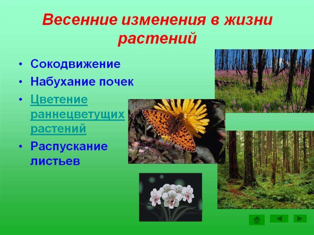 Сезонные изменения в жизни растений таблица. Явления жизни растений. Сезонные явления в жизни растений. Изменения в жизни растений. Весенние изменения в жизни растений.