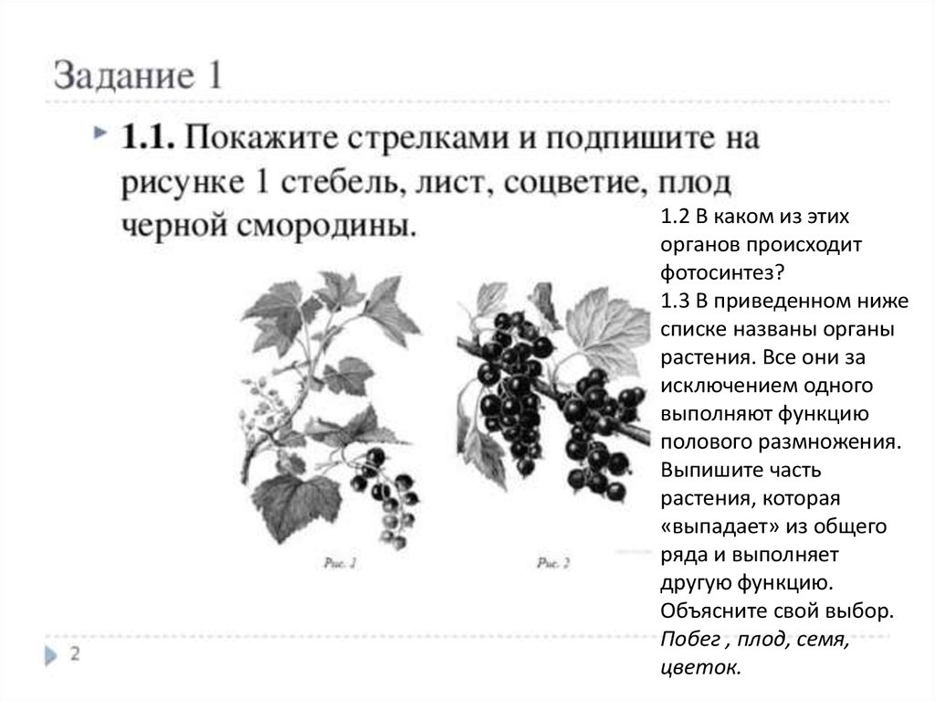 Рассмотрите изображение побега и выполните задание покажите стрелками и подпишите на рисунке лист