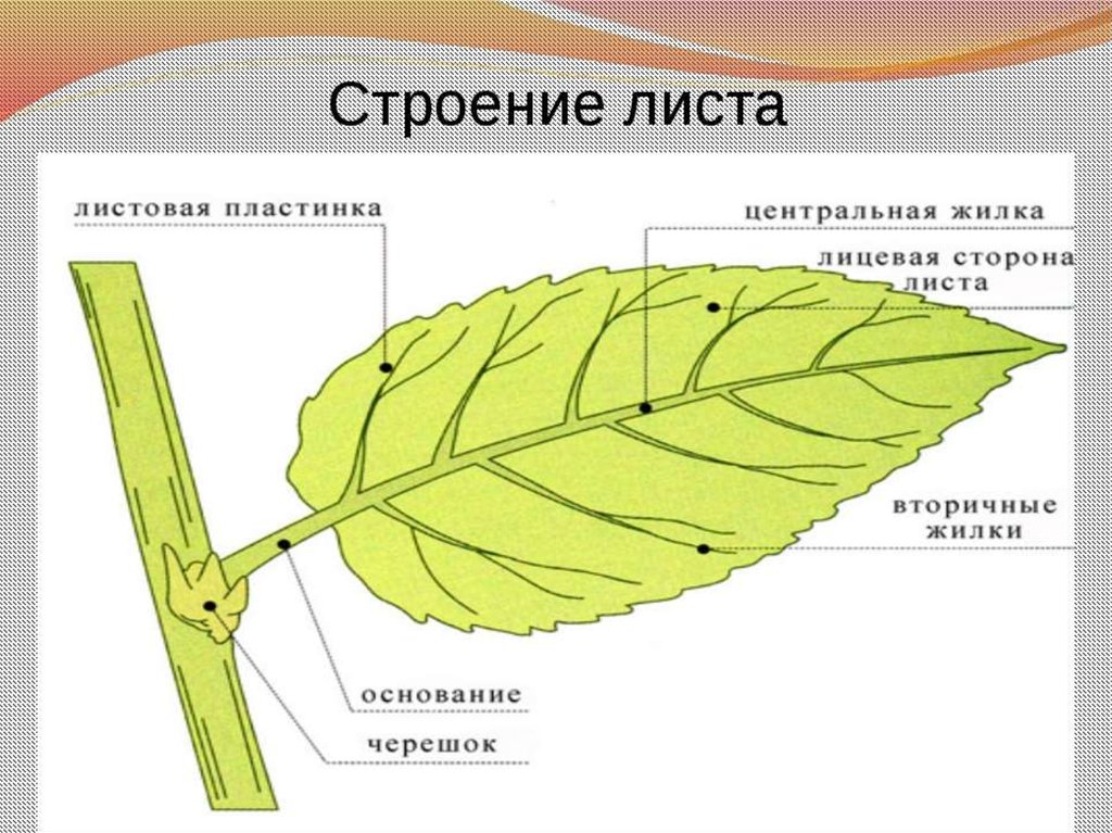 Ое лист. Внешнее строение листовой пластинки. Строение черешкового листа. Строение черешка листа. Внешнее строение листа растения схема.