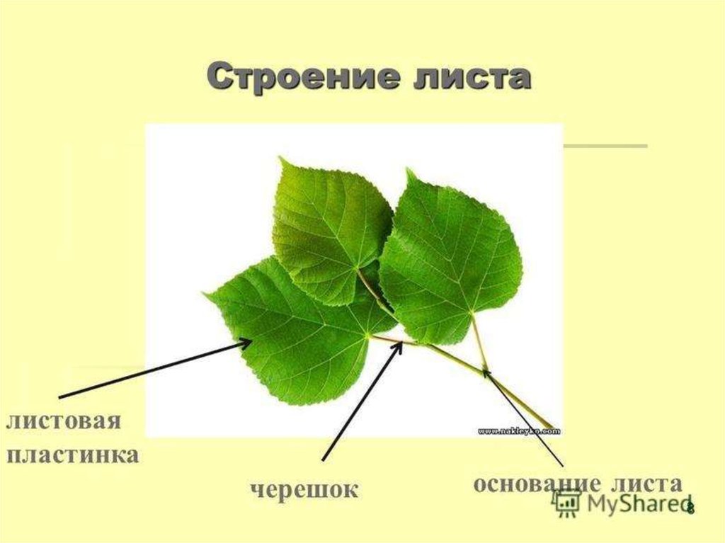 Лист биология презентация