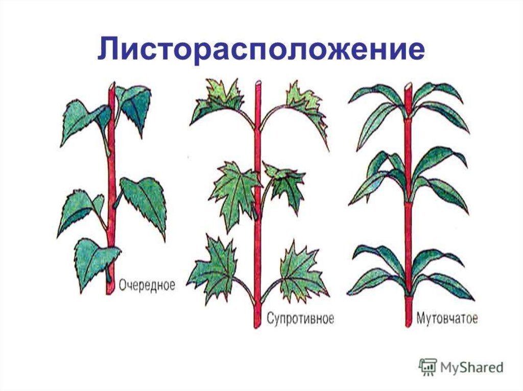 Побег и почки листорасположение и листовая мозаика 6 класс презентация