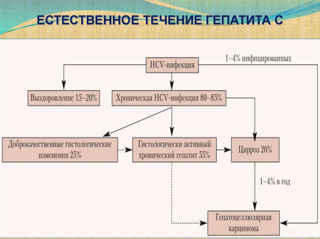 Патогенез гепатита с схема