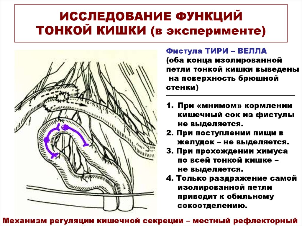 Обследование кишок. Регуляция секреции кишечного сока тонкой кишки. Изолированная петля кишки по тири велла. Регуляция секреции кишечного сока тонкого кишечника.