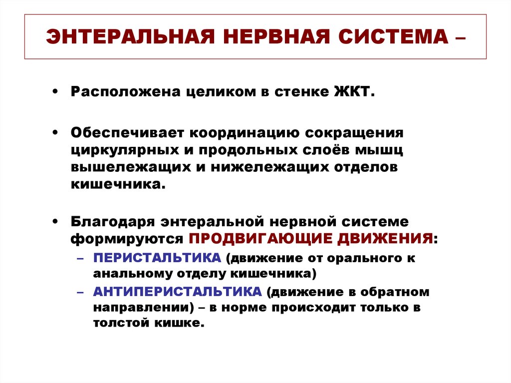 Нервная система кишечника. Энтеральная нервная система. Энтеральная нервная система кишечника. Функции энтеральной нервной системы. Схема энтеральной нервной системы.