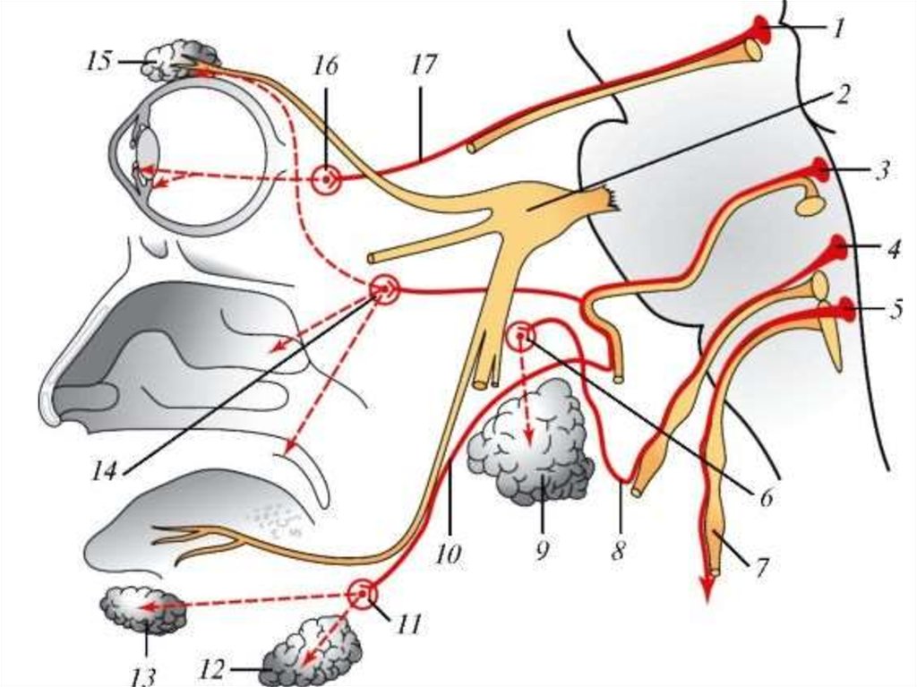 Слезная железа нерв. Парасимпатические ганглии головы. Иннервация тройничного нерва. Схема иннервации слюнных желез. Глазной нерв 1 ветвь тройничного нерва.